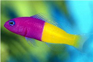 Bicolor Pseudo Fish