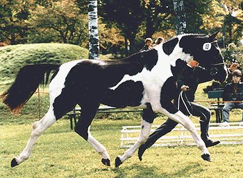 Omega Memoirs in Song was modeled after this horse!